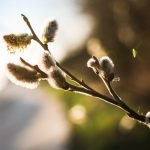 picjumbo.com IMG 7037 1024x683 1